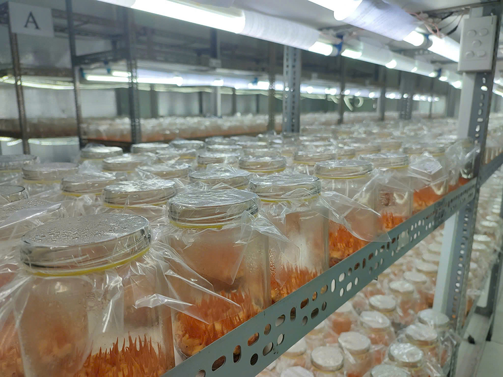 Kinh nghiệm quốc tế về tích hợp kinh tế nông thôn vào chuỗi giá trị toàn cầu và hàm ý chính sách cho Việt Nam
